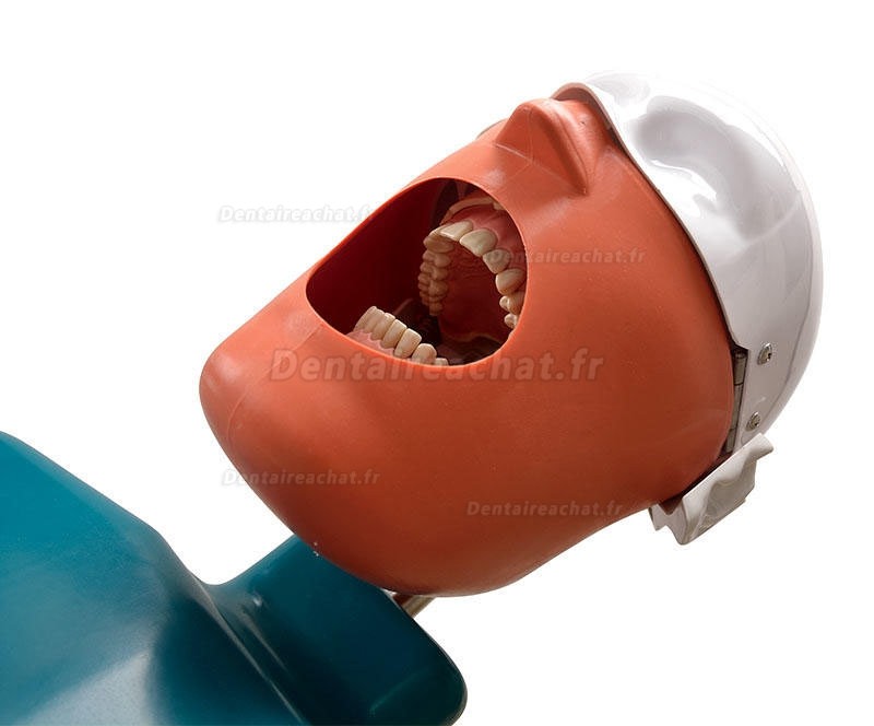 Jingle JG-C1 Modèle de simulation de pratique de chirurgie dentaire tête fantôme de simulation